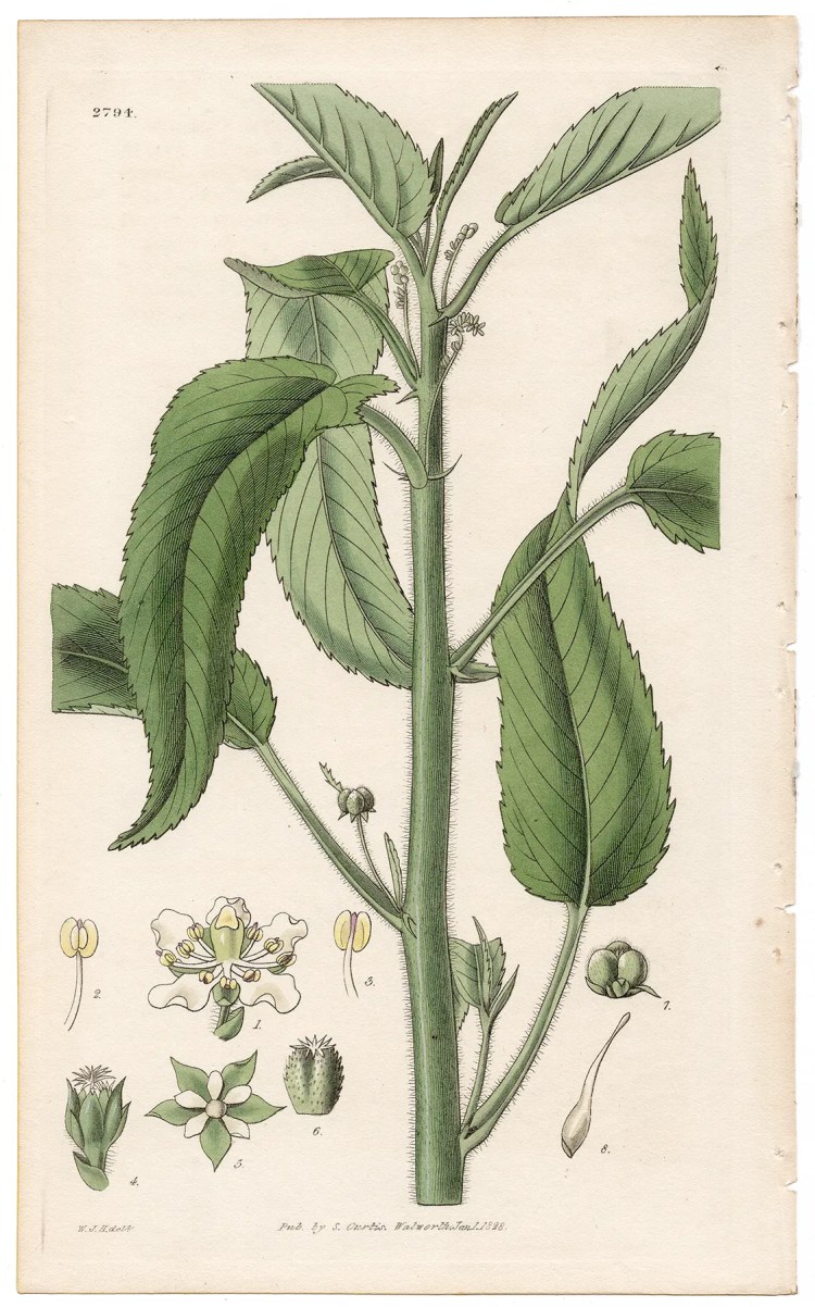 Plate 2794 Chesnut-leaved Croton, Curtis Botanical Magazine 1828 antique engraving