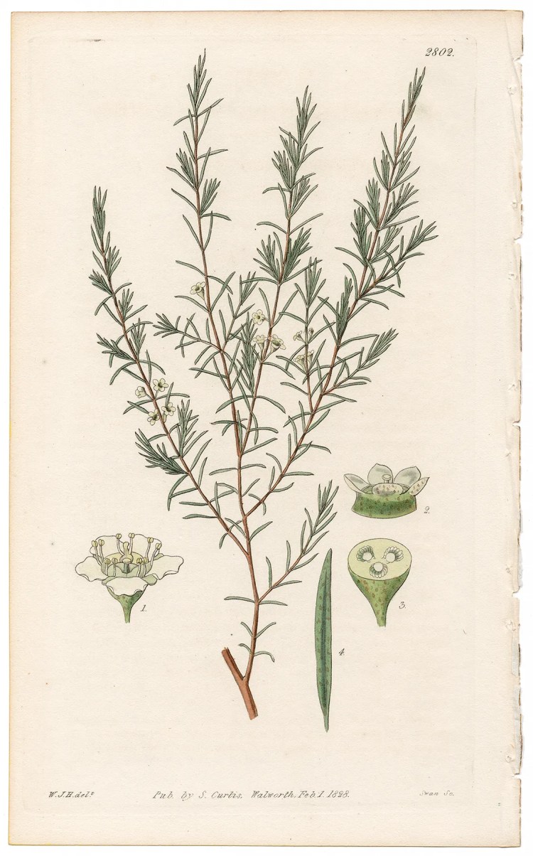 Plate 2802 Shrubby Chinese Baeckia, Curtis Botanical Magazine 1828 antique engraving