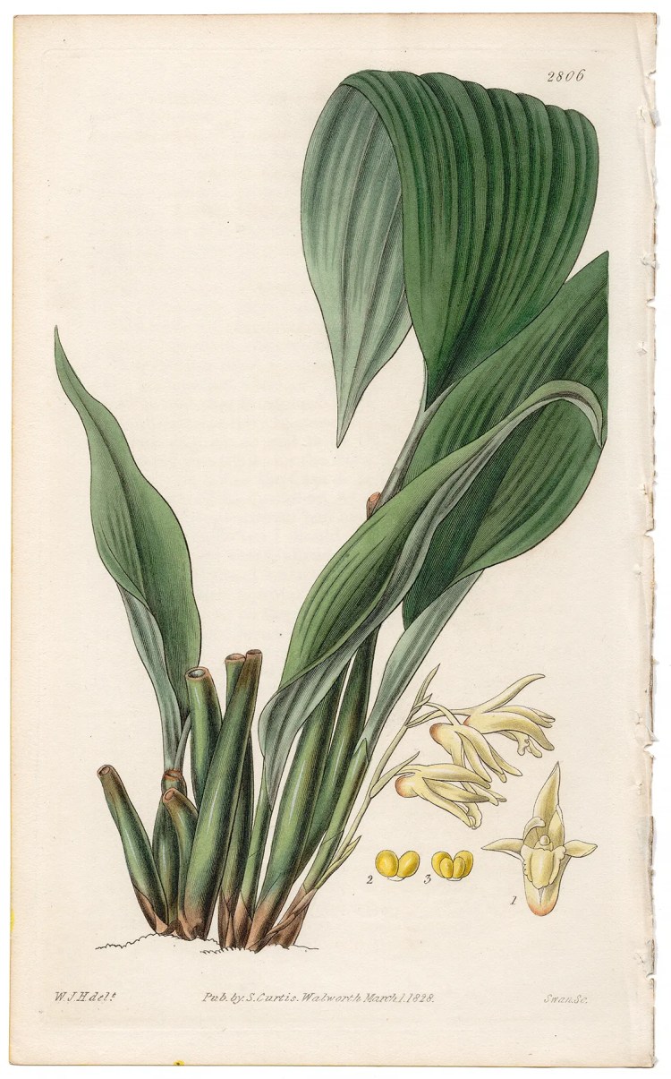 Plate 2806 Pale-flowered Maxillaria, Curtis Botanical Magazine 1828 antique engraving