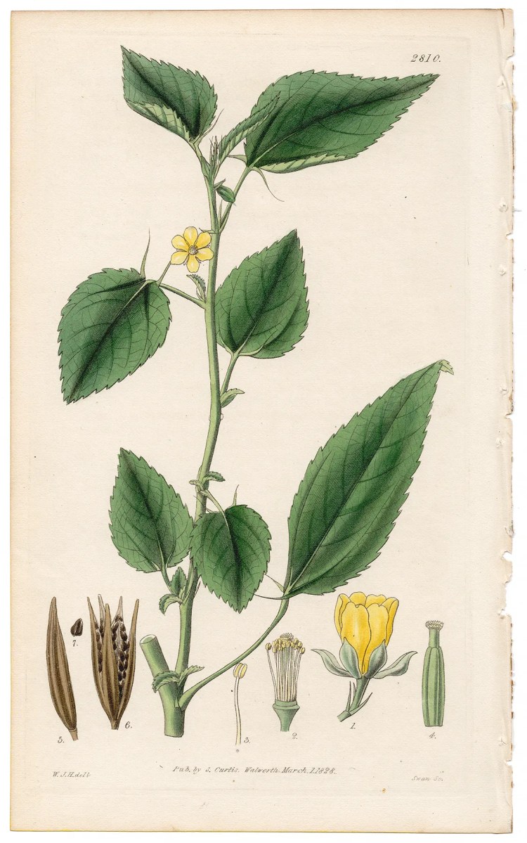 Plate 2810 Bristly-leaved Corchorus, Curtis Botanical Magazine 1828 antique engraving