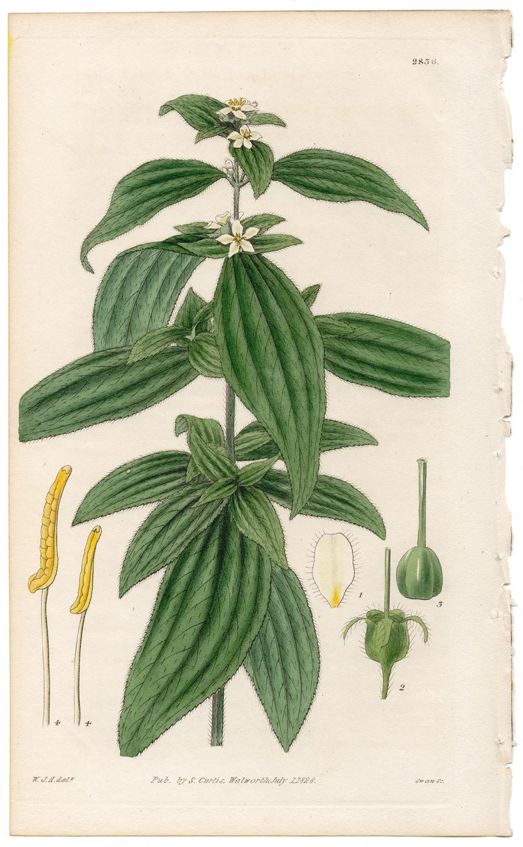 Plate 2836 Lance-leaved Chaetogastra, Curtis Botanical Magazine 1828 antique engraving