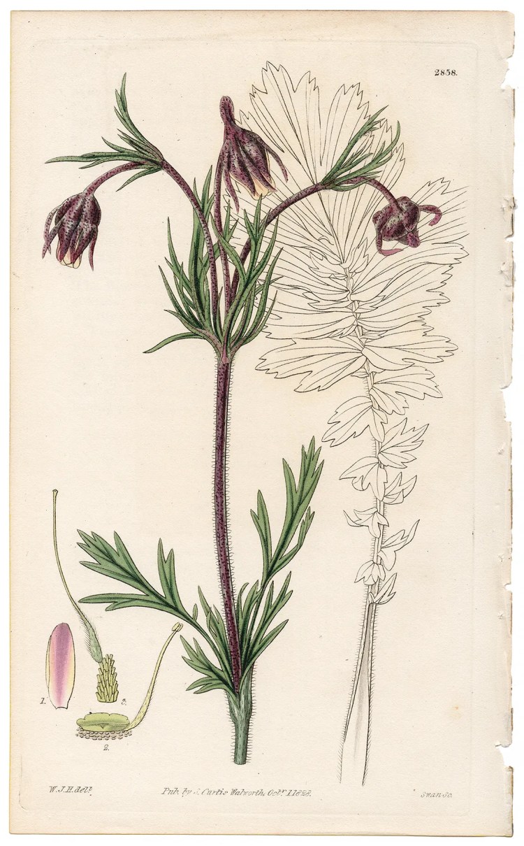 Plate 2858 Three-flowered Sieversia, Curtis Botanical Magazine 1828 antique engraving