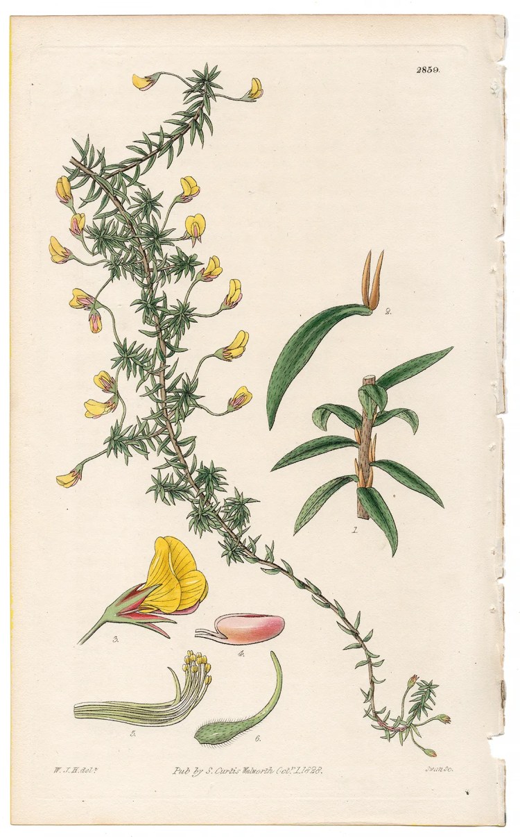 Plate 2859 Pedunculated Pultenaea, Curtis Botanical Magazine 1828 antique engraving