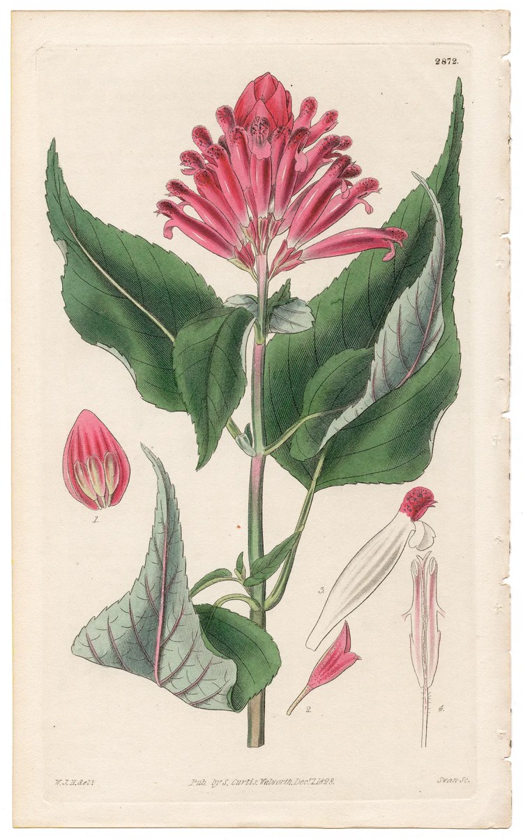 Plate 2872 Large-bracted Sage, Curtis Botanical Magazine 1828 antique engraving