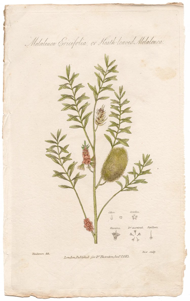 Thornton Botany Plate 41 Heath-leaved Melaleaca