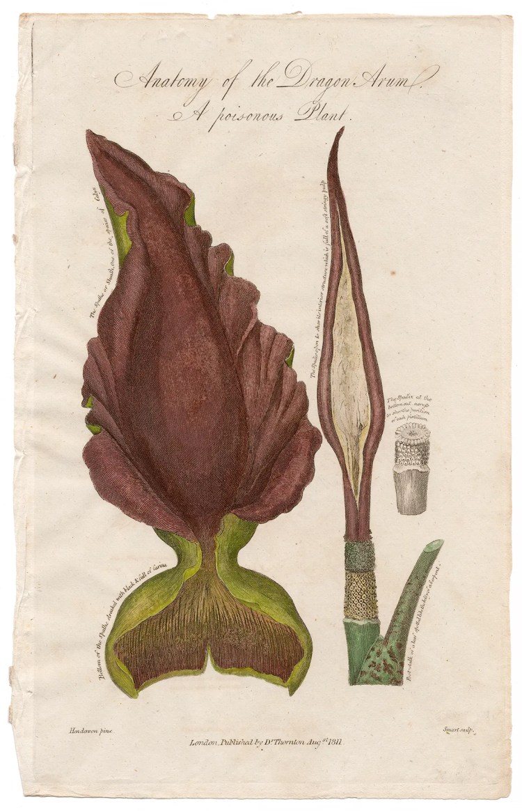 Thornton Botany Plate 43 Anatomy of the Dragon Arum