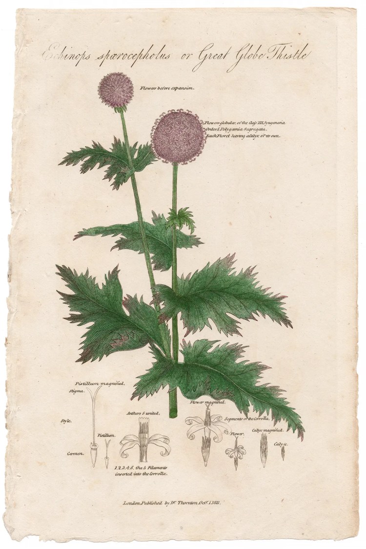Thornton Botany Plate 44 Great Globe Thistle