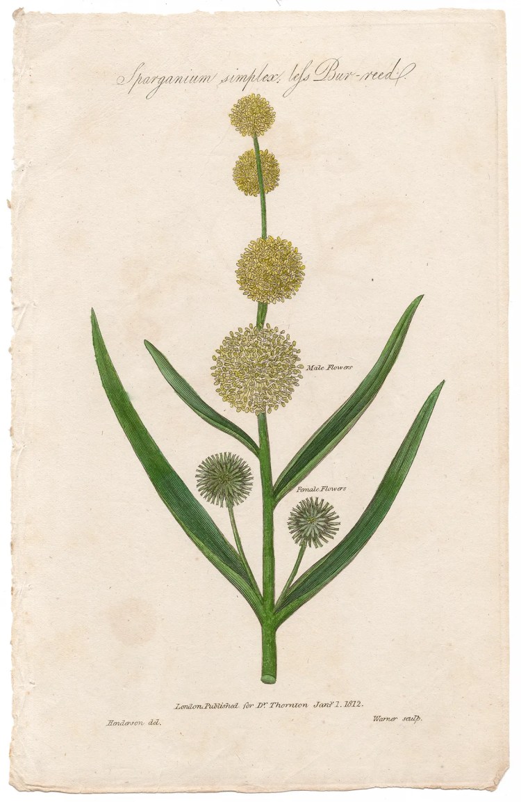 Thornton Botany Plate 46 Bur-reed