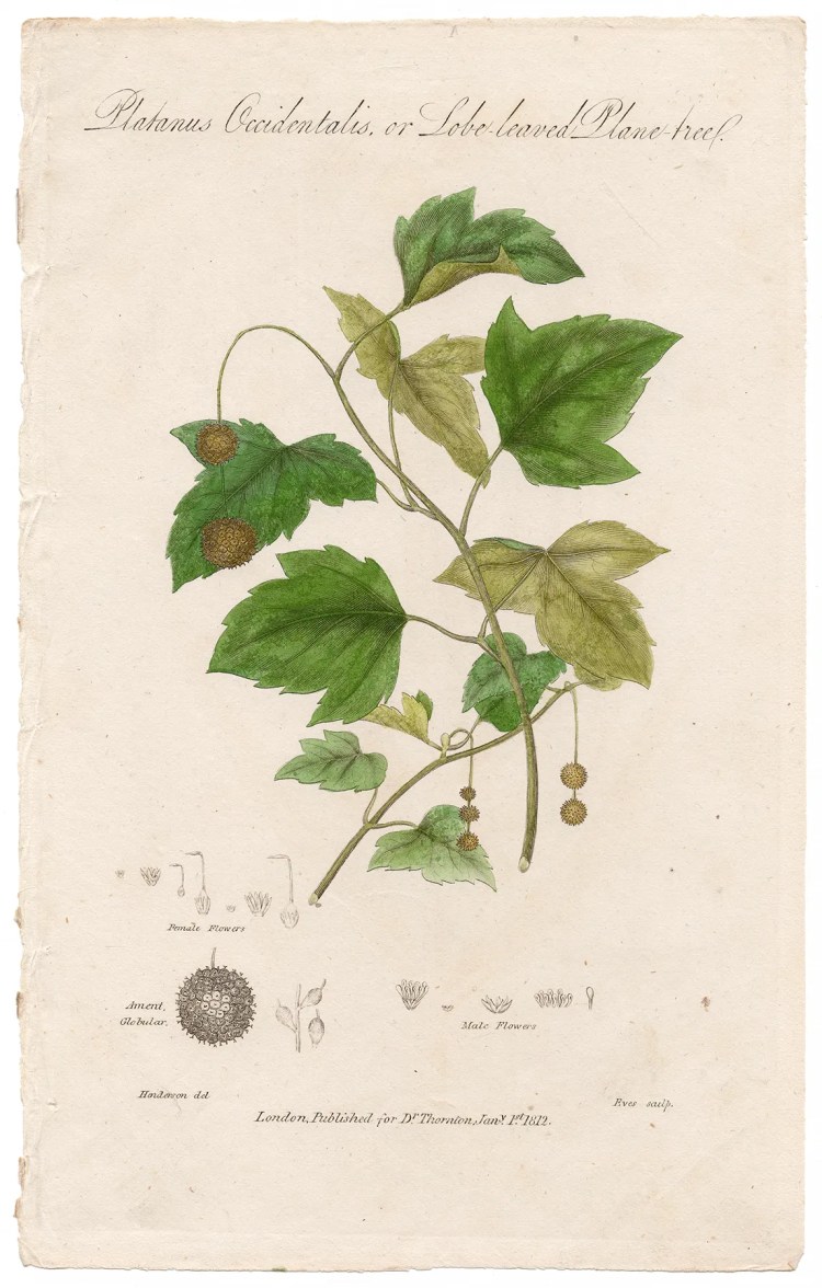 Thornton Botany Plate 47 Lobe-leaved Plane-tree