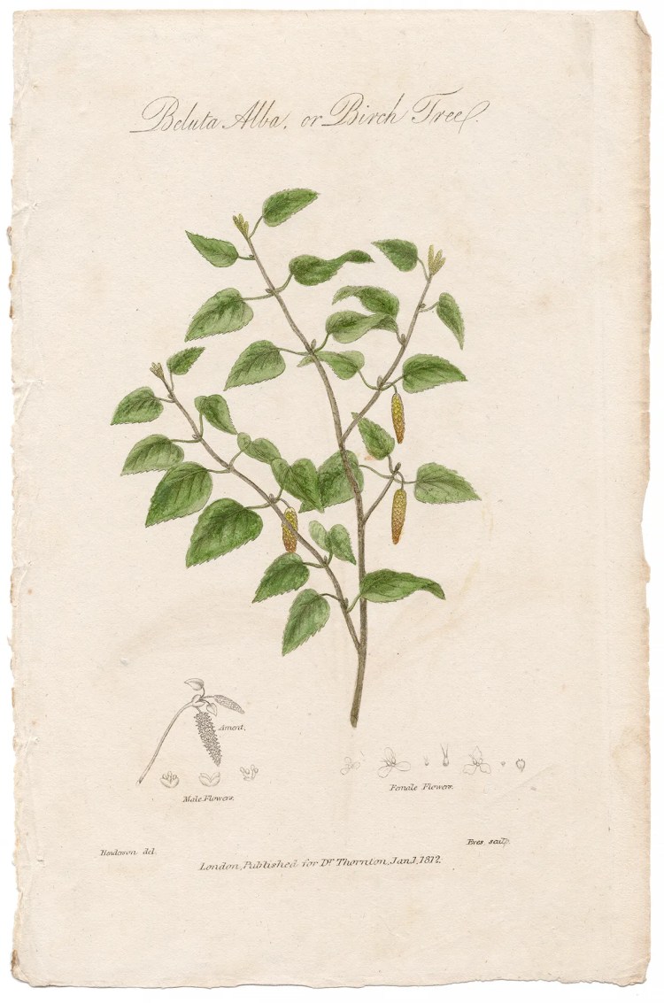 Thornton Botany Plate 48 Birch Tree
