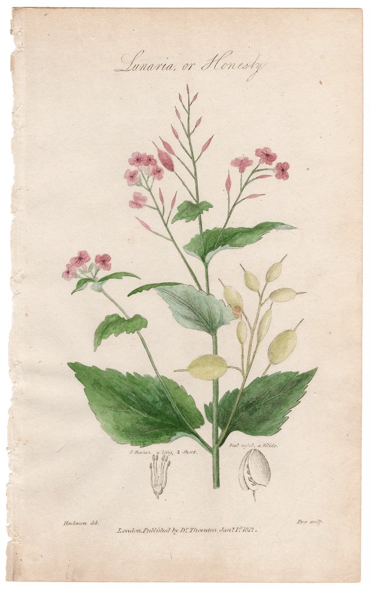 Thornton Botany Plate 40 Honesty