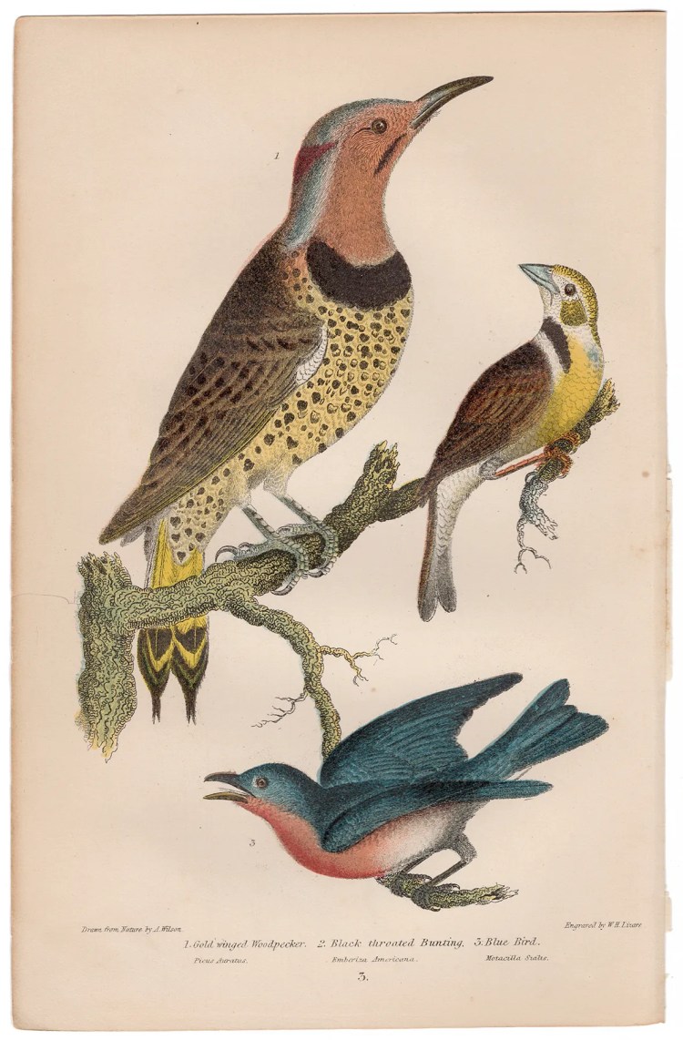Wilson American Ornithology Plate 3 Flicker, Blue Bird