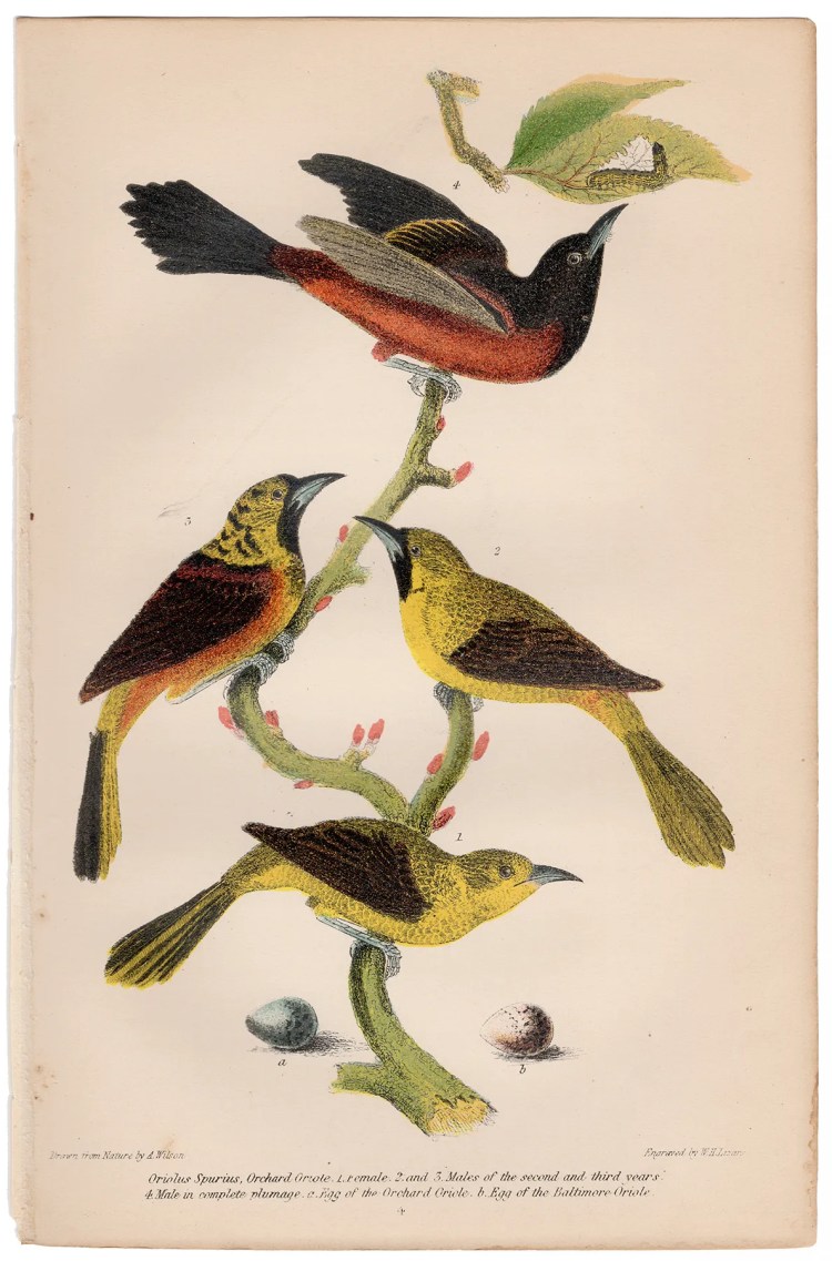Wilson American Ornithology Plate 4 Orchard Oriole