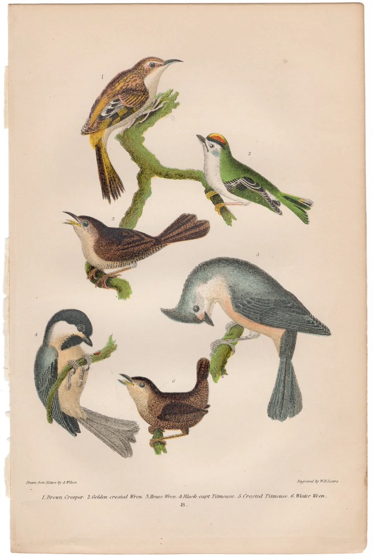 Wilson American Ornithology Plate 8 Creeper, Wren, Titmouse