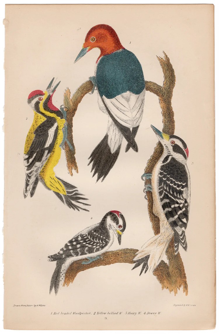 Wilson American Ornithology Plate 9 Woodpecker