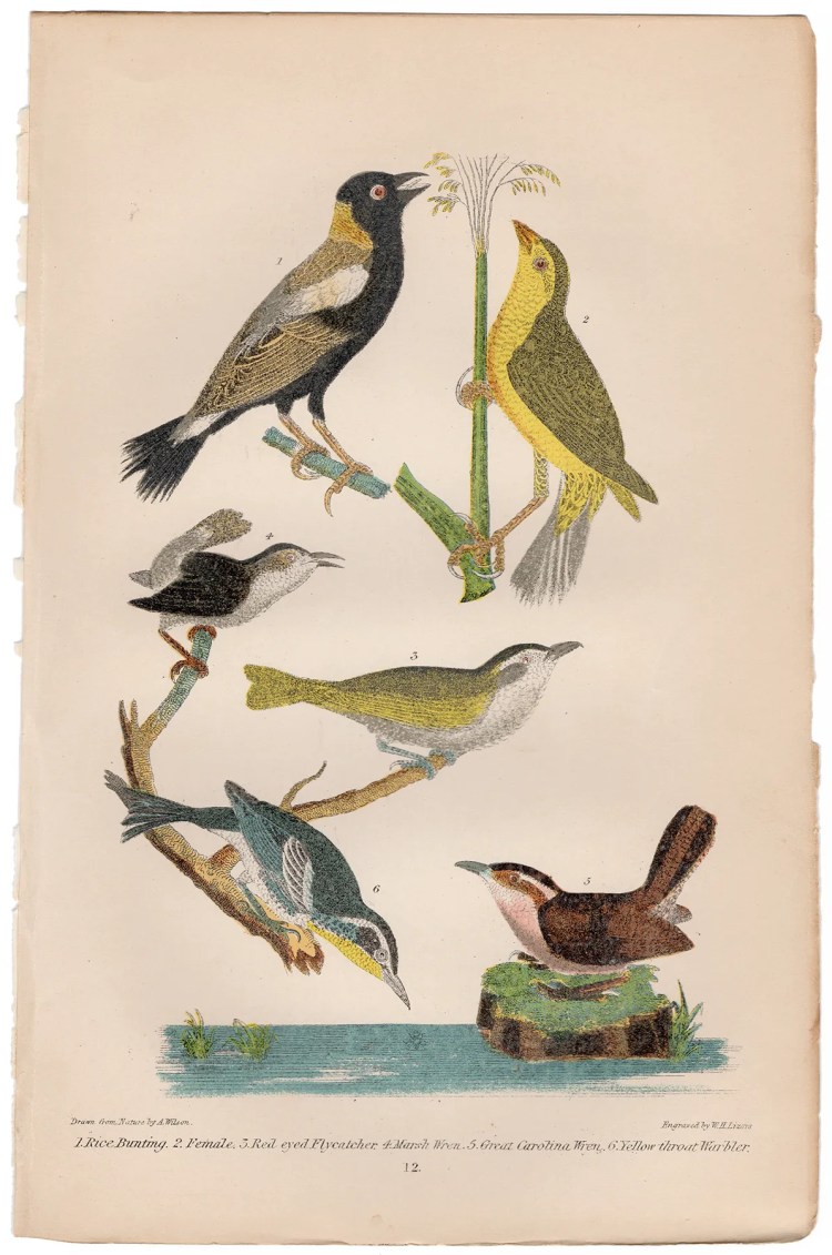 Wilson American Ornithology Plate 12 Bunting, Flycatcher