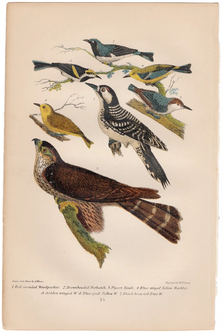 Wilson American Ornithology Plate 15 Woodpecker, Nuthatch