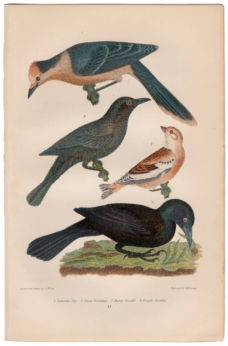 Wilson American Ornithology Plate 21 Canada Jay, Grakle