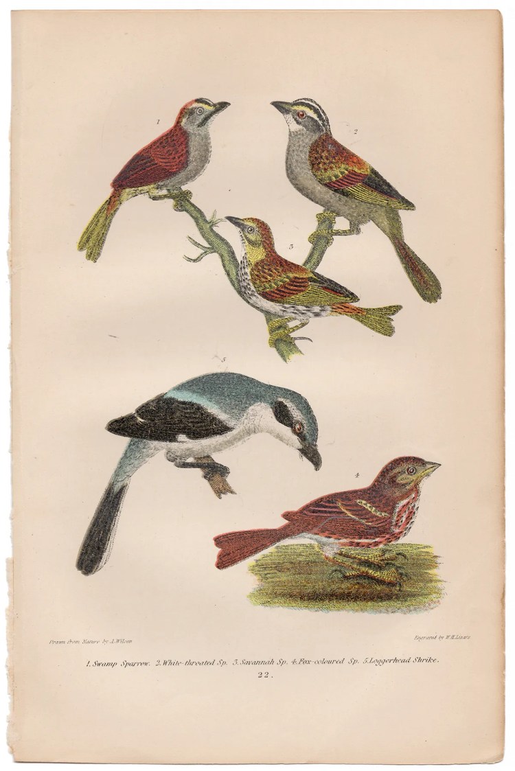 Wilson American Ornithology Plate 22 Sparrow, Shrike