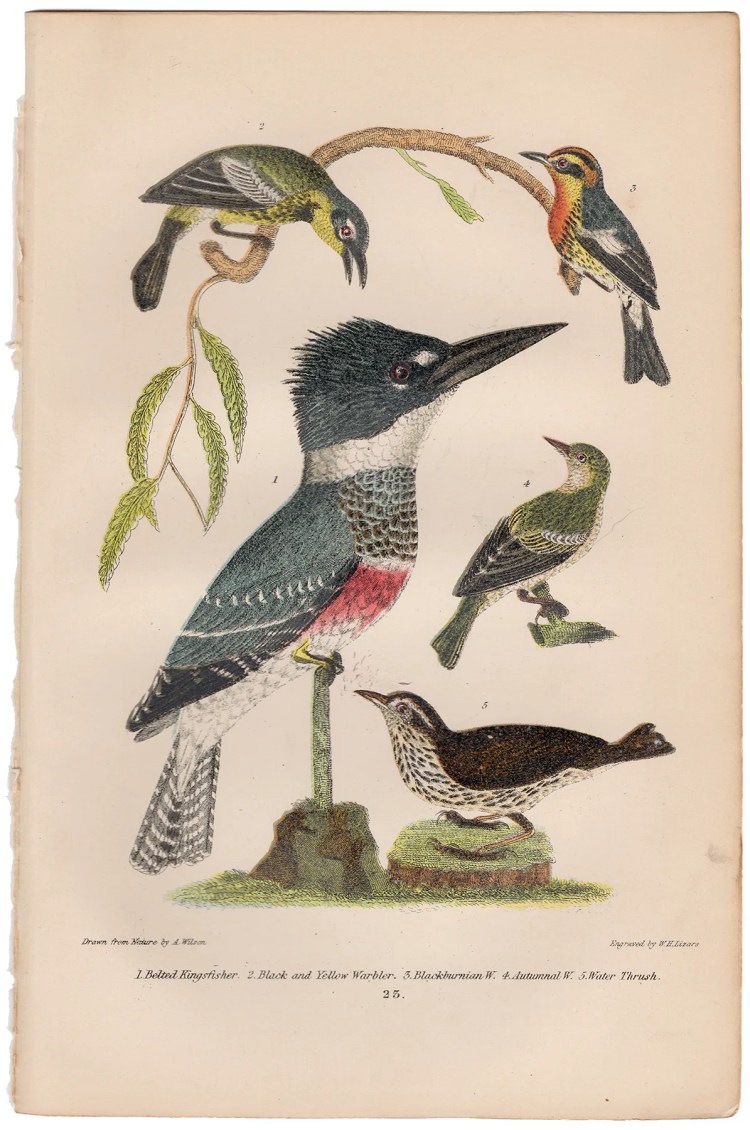 Wilson American Ornithology Plate 23 Kingfisher, Warbler