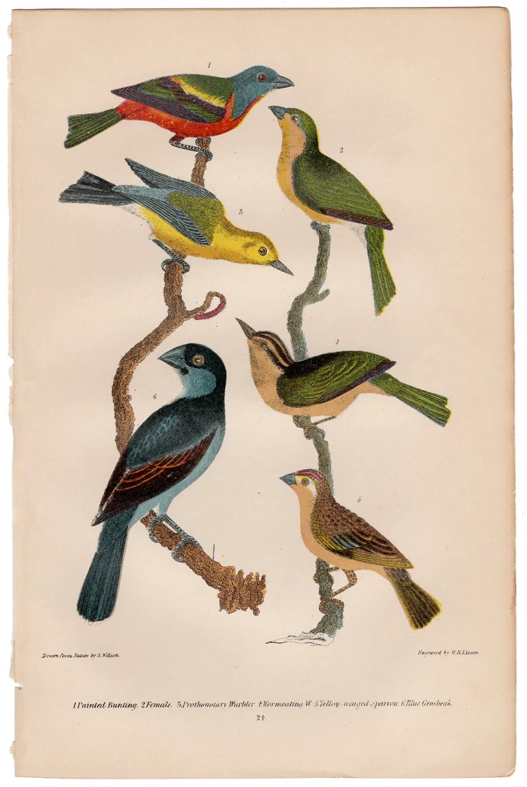 Wilson American Ornithology Plate 24 Painted Bunting, Grosbeak
