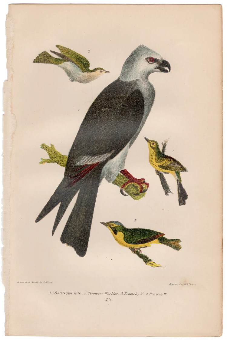Wilson American Ornithology Plate 25 Mississippi Kite