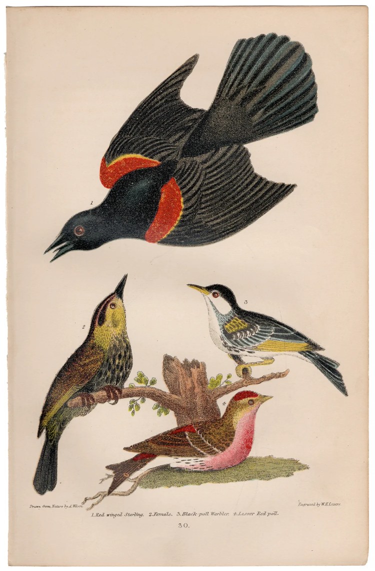 Wilson American Ornithology Plate 30 Red-winged Starling