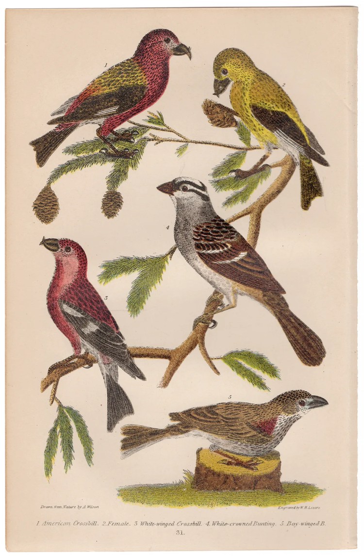 Wilson American Ornithology Plate 31 Crossbill, Bunting
