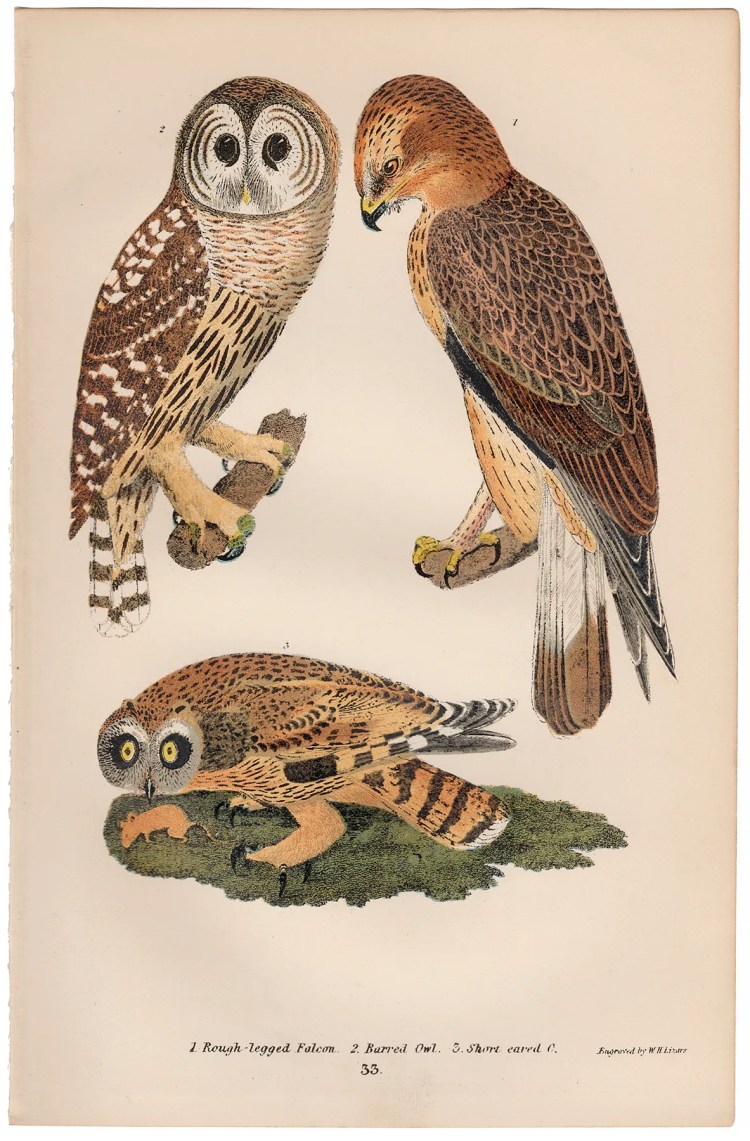 Wilson American Ornithology Plate 33 Falcon, Barred Owl