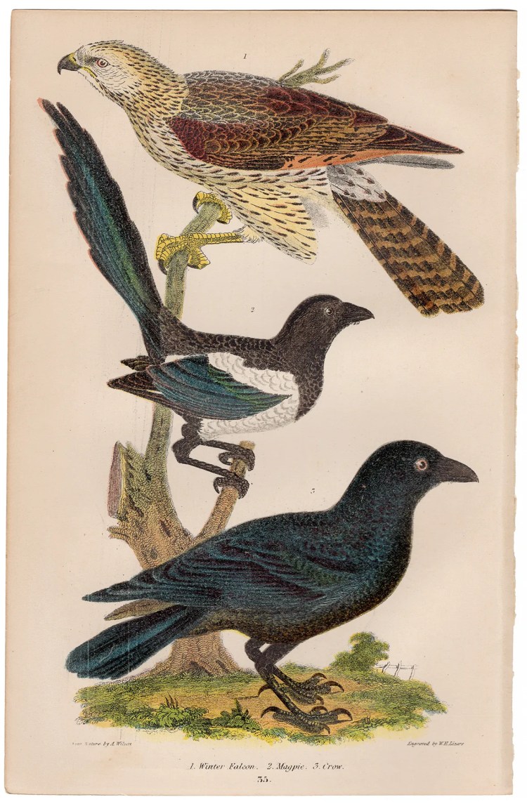 Wilson American Ornithology Plate 35 Falcon, Magpie, Crow