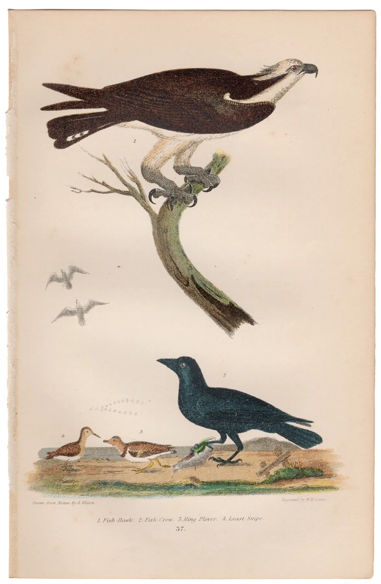 Wilson American Ornithology Plate 37 Fish-Hawk, Crow, Plover
