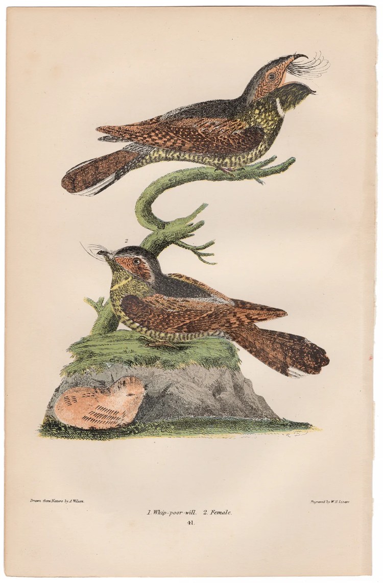 Wilson American Ornithology Plate 41 Whip-poor-will
