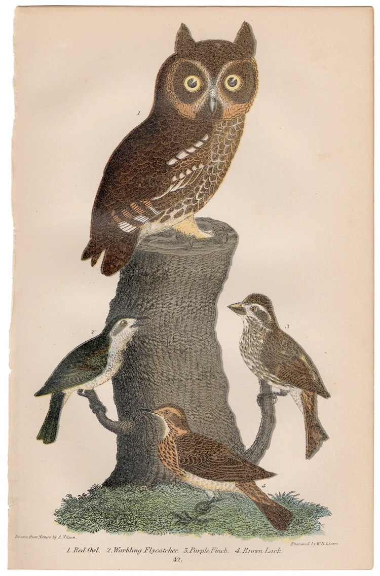 Wilson American Ornithology Plate 42 Purple Finch, Brown Lark