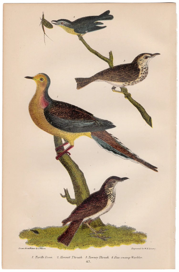 Wilson American Ornithology Plate 43 Turtle Dove, Thrush