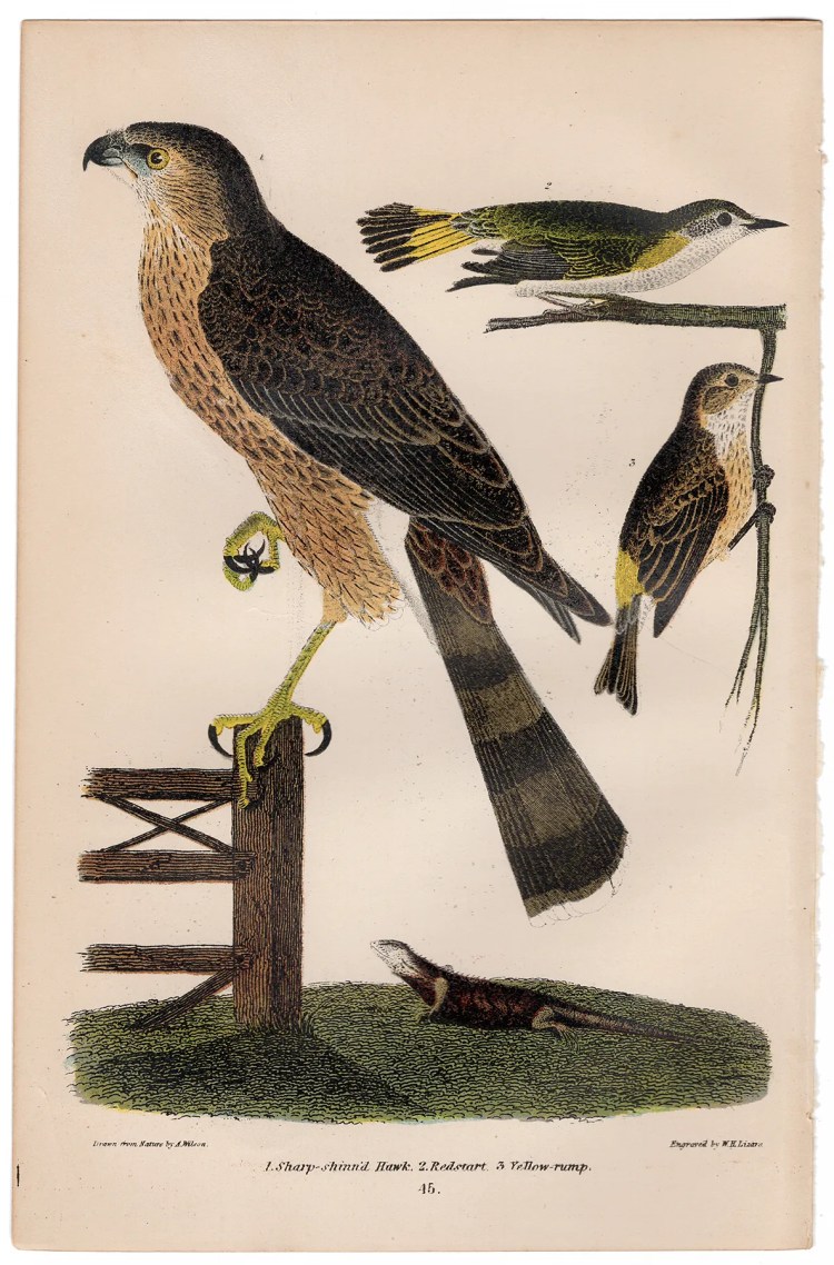 Wilson American Ornithology Plate 45 Redstart, Yellow-rump