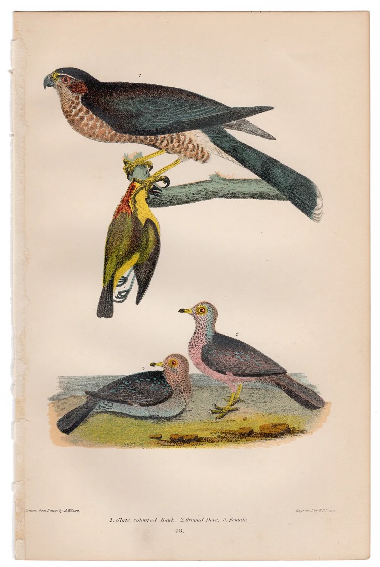 Wilson American Ornithology Plate 46 Hawk, Ground Dove