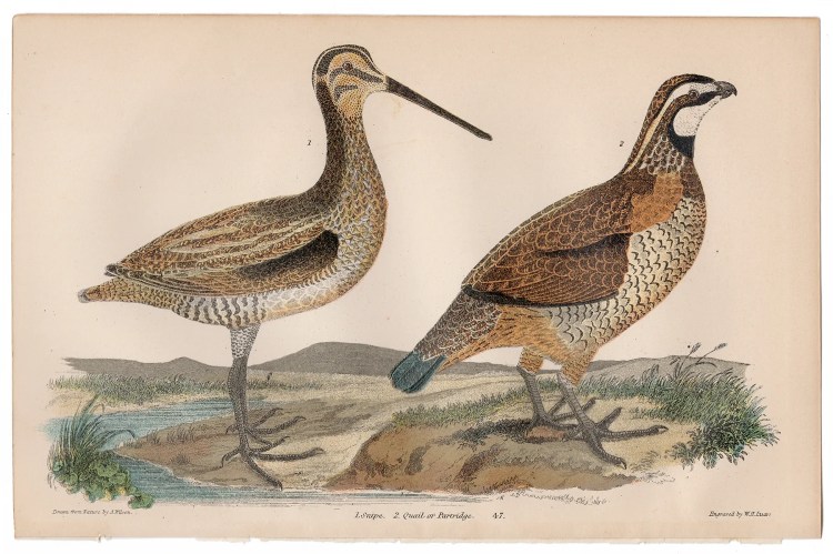 Wilson American Ornithology Plate 47 Snipe, Quail, Partridge