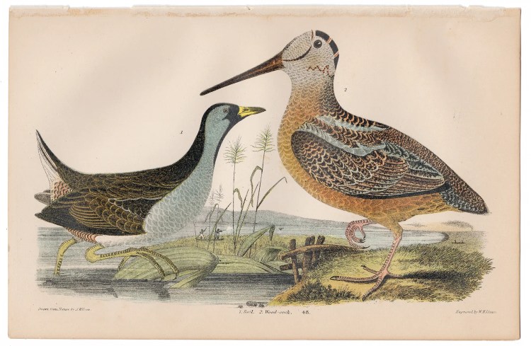 Wilson American Ornithology Plate 48 Rail, Wood-Cock