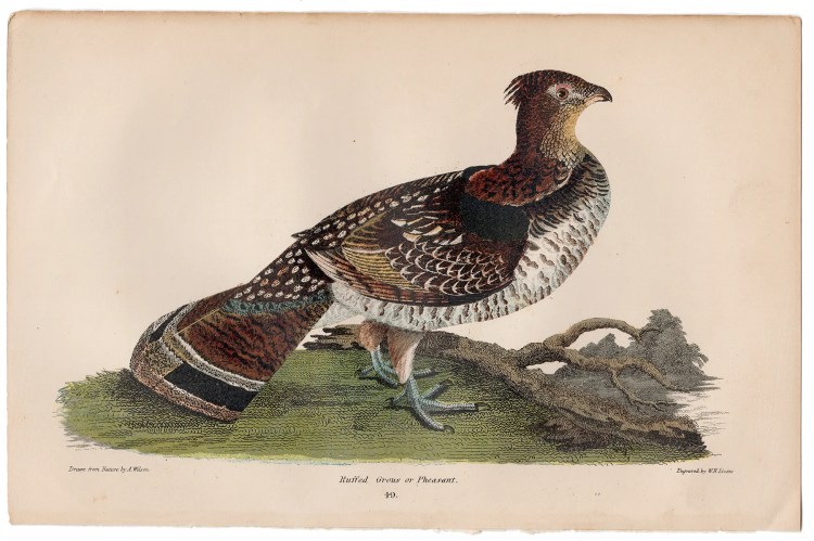 Wilson American Ornithology Plate 49 Ruffed Grouse or Pheasant