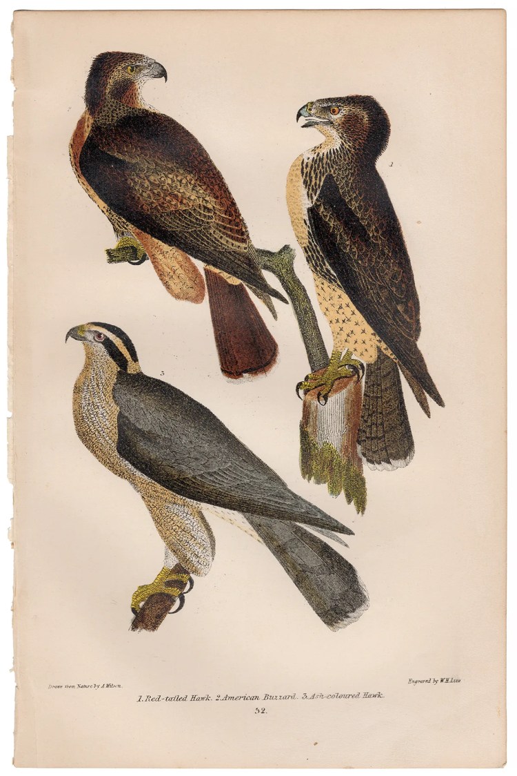 Wilson American Ornithology Plate 52 Red-tailed Hawk, Buzzard