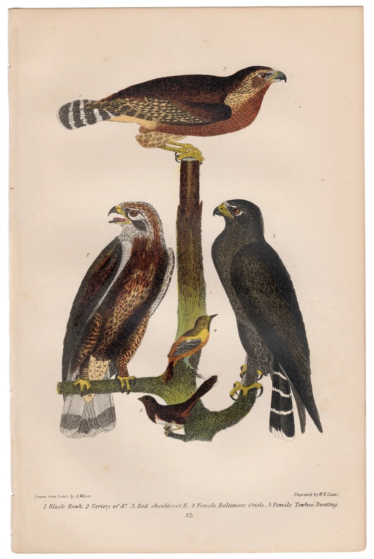 Wilson American Ornithology Plate 53 Black Hawk, Oriole