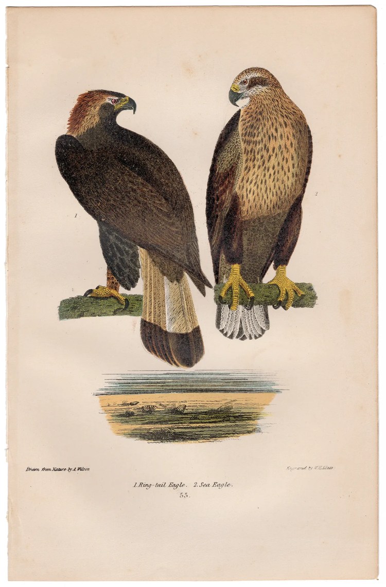Wilson American Ornithology Plate 55 Sea Eagle