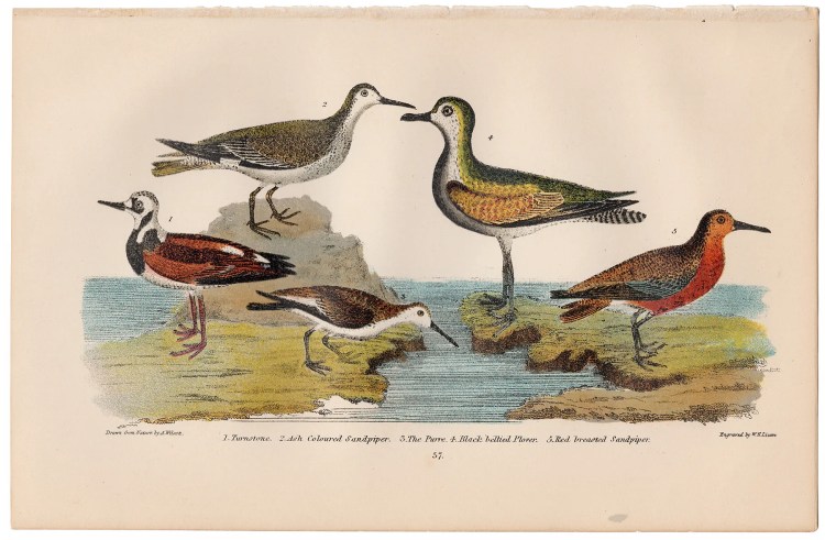 Wilson American Ornithology Plate 57 Sandpiper, Plover