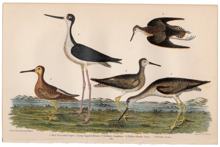 Wilson American Ornithology Plate 58 Snipe, Avocet, Sandpiper