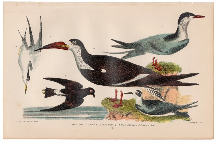 Wilson American Ornithology Plate 60 Tern, Petrel