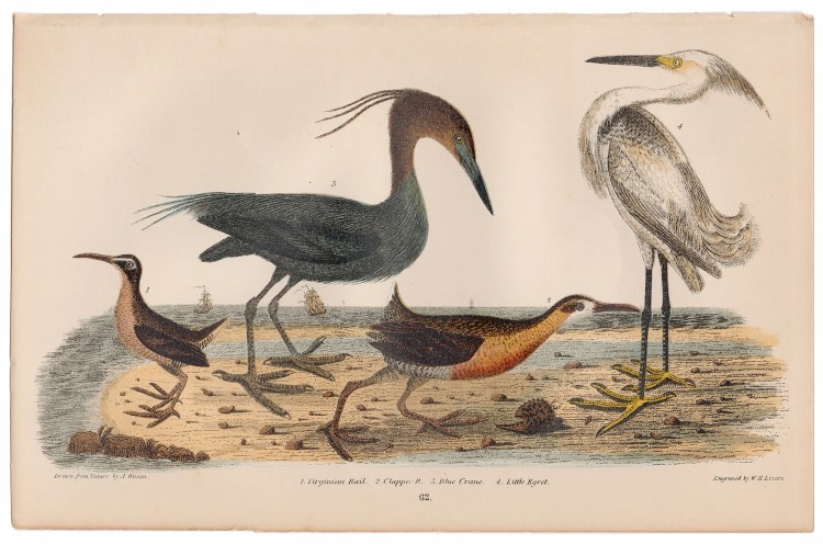 Wilson American Ornithology Plate 62 Blue Crane