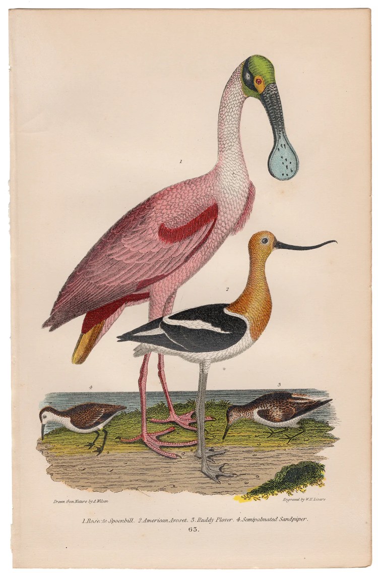 Wilson American Ornithology Plate 63 Roseate Spoonbill