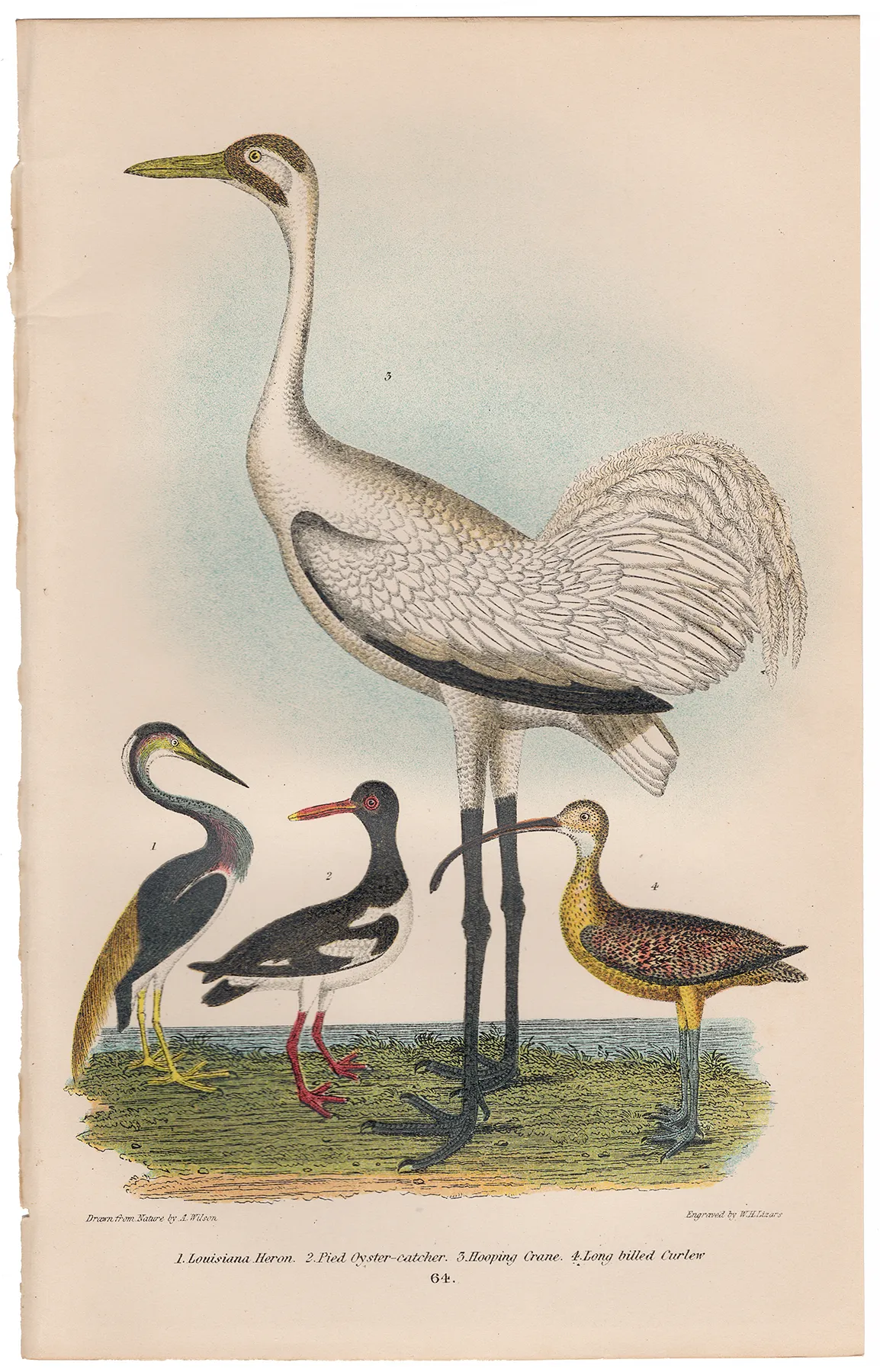 Wilson American Ornithology Plate 64 Louisiana Heron