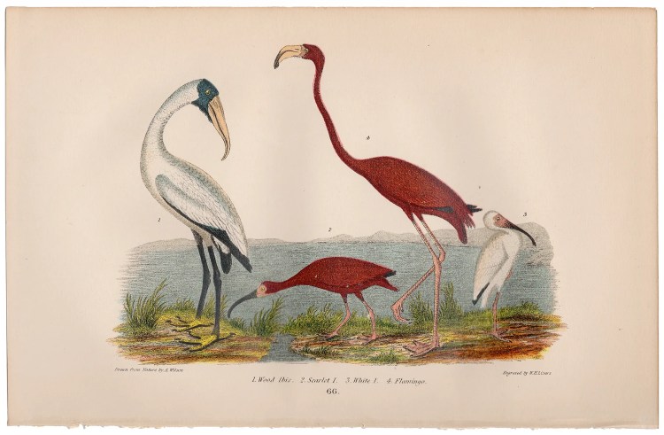 Wilson American Ornithology Plate 66 Wood Ibis, Flamingo
