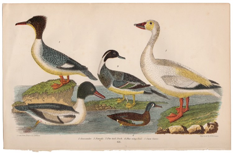 Wilson American Ornithology Plate 68 Blue wing Teal, Snow Goose